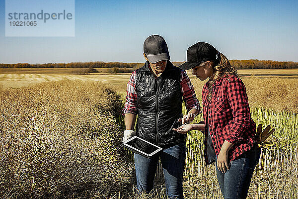 Eine Bäuerin steht auf den Feldern und bringt ihrem Lehrling moderne Anbautechniken für Rapsanbau unter Einsatz von drahtlosen Technologien und landwirtschaftlicher Software bei. Alcomdale  Alberta  Kanada