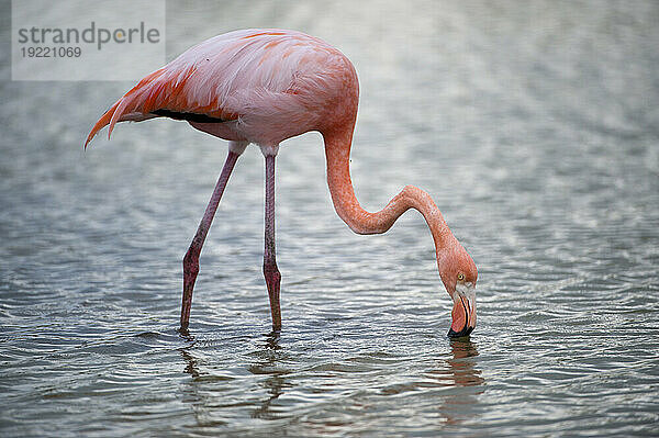 Amerikanischer Flamingo (Phoenicopterus ruber) sucht im Wasser im Galapagos-Inseln-Nationalpark nach Futter; Galapagos-Inseln  Ecuador