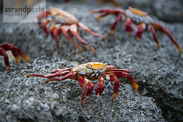 Sally Lightfoot-Krabben (Grapsus grapsus) auf einem Felsen im Galapagos-Nationalpark; Galapagos-Inseln  Ecuador