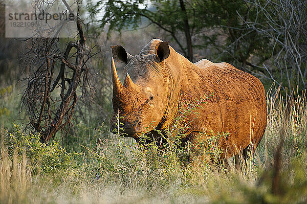 Südliches Breitmaulnashorn (Ceratotherium simum) im Madikwe Game Preserve; Südafrika