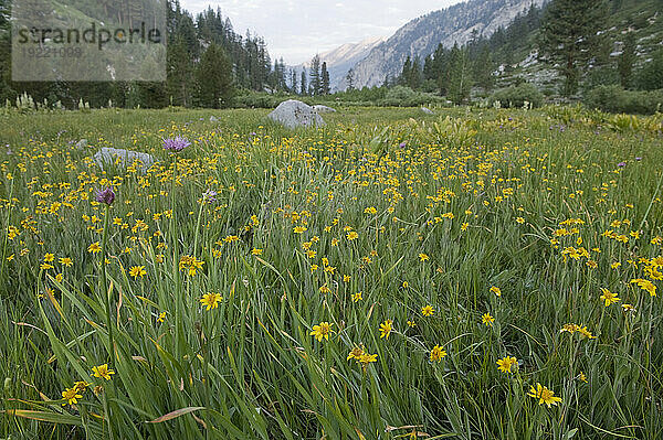 Wildblumen wachsen im King Canyon National Park  Kalifornien  USA; Kalifornien  Vereinigte Staaten von Amerika