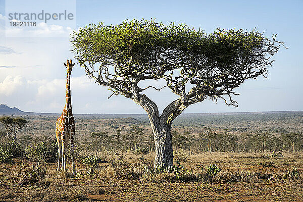 Porträt einer Netzgiraffe (Giraffa reticulata)  die in der Savanne neben einer Akazie im goldenen Sonnenlicht steht und die Kamera beobachtet; Laikipia  Kenia