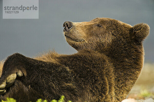 Braunbär der Alaska-Halbinsel (Ursus arctos gyas) schläft in der Hallo Bay im Katmai National Park and Preserve  Alaska  USA; Alaska  Vereinigte Staaten von Amerika