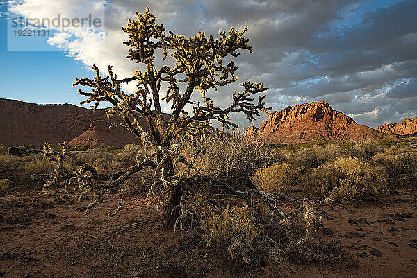 Knorriger Wüstenbaum am Wanderweg durch den Snow Canyon  hinter dem Red Mountain Spa  im Red Cliffs Desert Reserve rund um St. George Town mit roten Felsklippen und trockenem Unterholz unter einem wolkigen  blauen Himmel; St. George  Utah  Vereinigte Staaten von Amerika