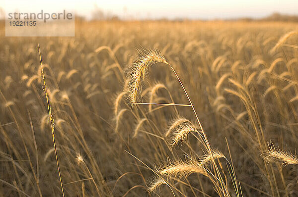 Kanadischer Wildroggen (Elymus canadensis) wächst auf einer Parzelle des Conservation Reserve Program; Valparaiso  Nebraska  Vereinigte Staaten von Amerika