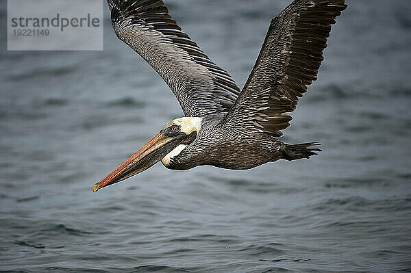 Brauner Pelikan (Pelecanus occidentalis) taucht zum Fischfang in der Nähe der Insel Santiago im Nationalpark der Galapagosinseln; Galapagos-Inseln  Ecuador