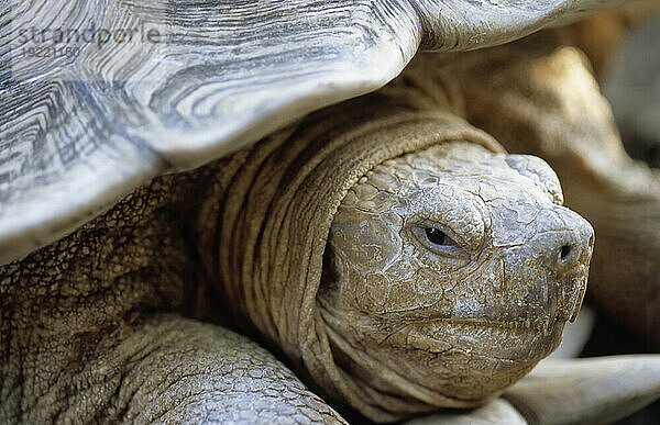 Nahaufnahme einer Afrikanischen Spornschildkröte (Centrochelys sulcata); Houston  Texas  Vereinigte Staaten von Amerika