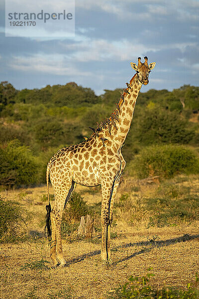 Porträt einer Südlichen Giraffe (Giraffa giraffa)  die auf der Savanne steht und die Kamera beobachtet  mit Madenhackern (Buphagus) auf dem Rücken; Chobe-Nationalpark  Botswana