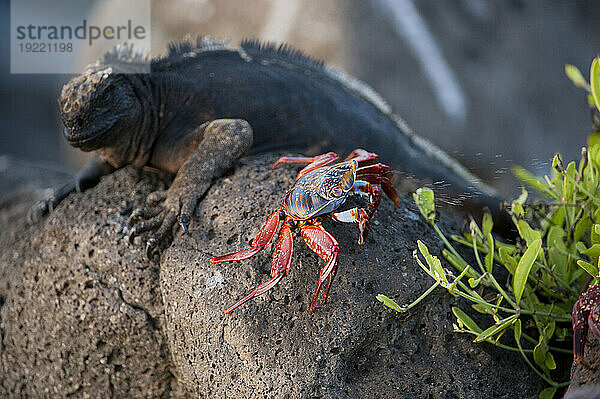 Seltener Meeresleguan (Amblyrhynchus Cristatus) mit einer Sally-Lightfoot-Krabbe (Grapsus grapsus) im Galapagos-Inseln-Nationalpark; North Seymour Island  Galapagos-Inseln  Ecuador