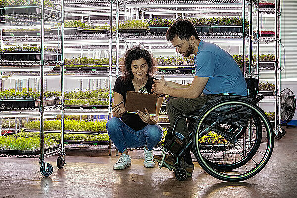 Frau und Mann im Rollstuhl arbeiten gemeinsam in seinem Microgreens-Geschäft; Edmonton  Alberta  Kanada