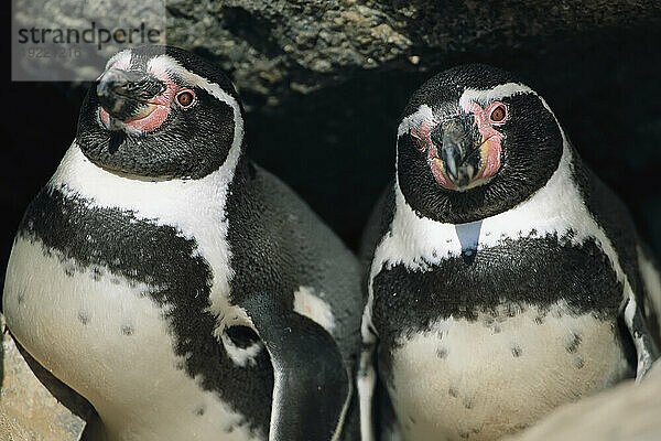 Nahaufnahme von zwei peruanischen oder Humboldt-Pinguinen (Spheniscus humboldti) im Nationalpark Pan de Azucar; Chile