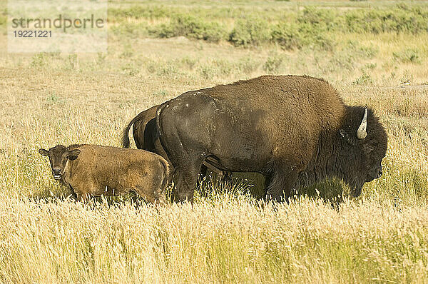 Bison (Bison Bison) grasen auf einer Ranch in Montana  USA; Malta  Montana  Vereinigte Staaten von Amerika