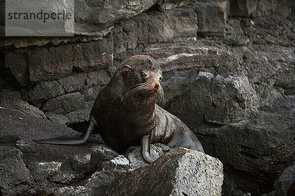 Galapagos-Pelzrobbe (Arctocephalus galapagoensis) ruht auf Felsen auf der Insel Genovesa im Nationalpark der Galapagos-Inseln; Genovesa-Insel  Galapagos-Inseln  Ecuador