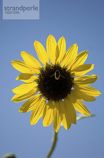 Sonnenblume (Helianthus Annuus) und Hummel vor strahlend blauem Himmel; Lewistown  Montana  Vereinigte Staaten von Amerika