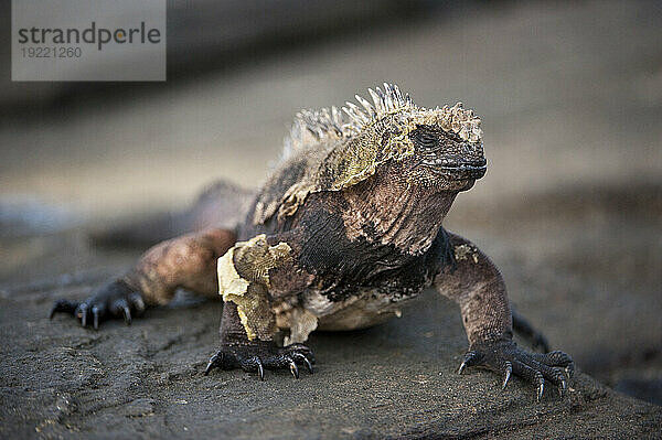 Meeresleguan (Amblyrhynchus cristatus) wirft seine Haut auf einem Felsen auf der Insel Santiago im Galapagos-Nationalpark ab; Insel Santiago  Galapagos-Inseln  Ecuador