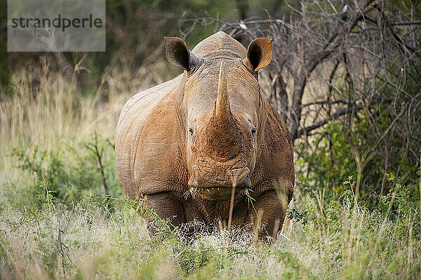 Südliches Breitmaulnashorn (Ceratotherium simum) im Madikwe Game Preserve; Südafrika