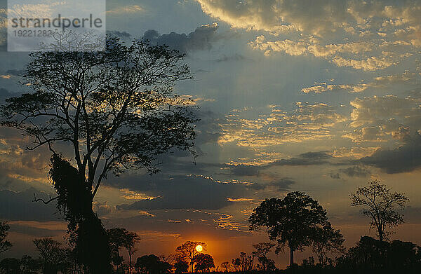 Silhouetten von Bäumen und leuchtende Wolken bei Sonnenuntergang; Pantanal  Brasilien