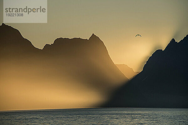 Seevogel fliegt über die Silhouetten der Berge  während das goldene Licht des Sonnenaufgangs auf die westlichen Fjorde von Kalaallit Nunaat scheint; Westgrönland  Grönland