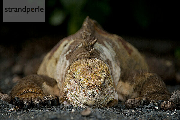 Nahaufnahme eines Galapagos-Landleguans (Conolophus subcristatus) in der Urbina-Bucht im Nationalpark der Galapagos-Inseln; Insel Isabela  Galapagos-Inseln  Ecuador