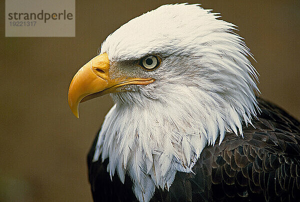 Porträt eines Weißkopfseeadlers (Haliaeetus leucocephalus) im Tongass National Forest in Alaska; Alaska  Vereinigte Staaten von Amerika