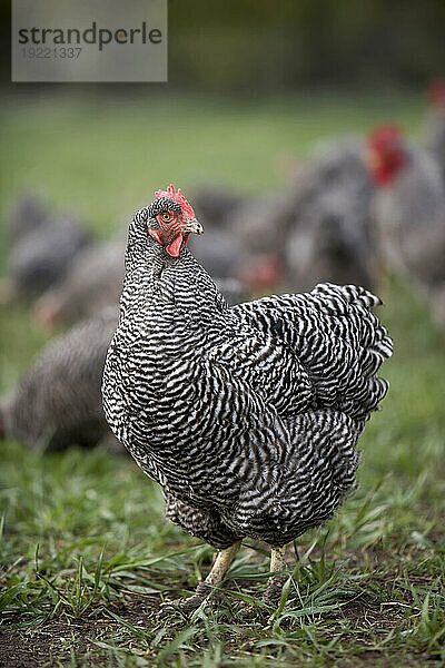 Barred Plymouth Rock Chicken aus Freilandhaltung auf einer Farm in Kansas  USA; Elgin  Kansas  Vereinigte Staaten von Amerika