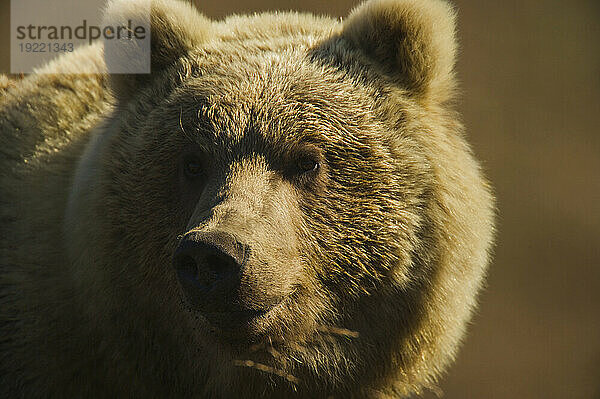 Porträt eines sibirischen Braunbären (Ursus arctos beringianus) in der Sonne; Kronotsky Zapovednik  Kamtschatka  Russland