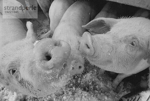 Nahaufnahme von zwei jungen Schweinen  die in die Kamera schauen; Bennet  Nebraska  Vereinigte Staaten von Amerika