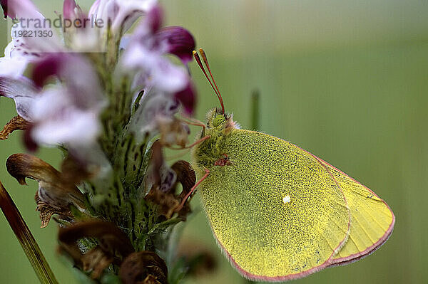 Getrübter Schwefelschmetterling (Colias philodice vitabunda)  der auf einer blühenden Pflanze ruht; North Slope  Alaska  Vereinigte Staaten von Amerika