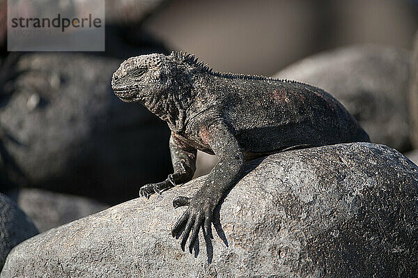 Espanola-Meeresleguan (Amblyrhynchus cristatus venustissimus) thront auf einem Felsen im Galapagos-Inseln-Nationalpark; Insel Espanola  Galapagos-Inseln  Ecuador