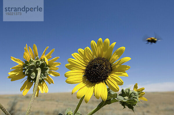 Sonnenblumen (Helianthus Annuus) und Hummeln mit Blick auf ein Feld und den Horizont in der Ferne; Lewistown  Montana  Vereinigte Staaten von Amerika