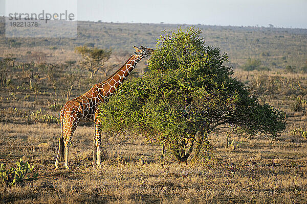 Netzgiraffe (Giraffa reticulata) steht in der Savanne und grast im goldenen Sonnenlicht an einer Akazie; Segera  Laikipia  Kenia