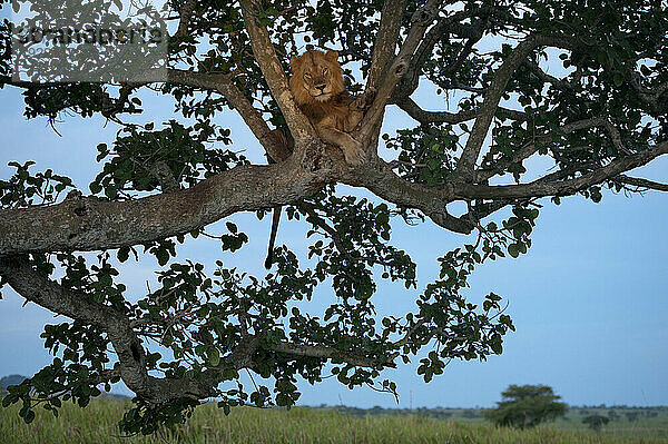 Afrikanischer Löwe (Panthera leo) klettert im Queen-Elizabeth-Nationalpark auf einen Baum  um zu schlafen; Uganda