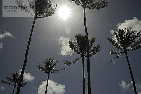 Silhouette von Palmen (Arecaceae) vor blauem Himmel mit weißen Wolken und einem hellen Sonnenstrahl; Kapalua Beach  Maui  Hawaii  Vereinigte Staaten von Amerika