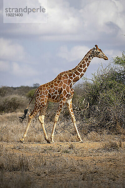 Netzgiraffe (Giraffa reticulata) läuft auf Büsche in der Savanne zu; Laikipia  Kenia