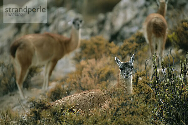 Lamas (Lama glama) grasen auf hoher Wüstenvegetation in der Atacama-Wüste; Chile