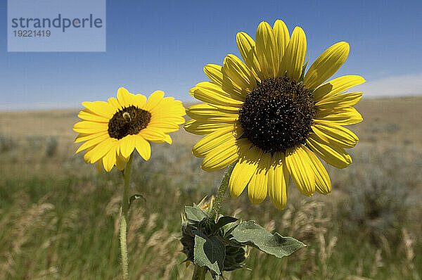 Nahaufnahme blühender Sonnenblumen (Helianthus Annuus) mit Blick auf ein Feld und den Horizont in der Ferne sowie eine Hummel  die über einer der Sonnenblumen schwebt; Lewistown  Montana  Vereinigte Staaten von Amerika