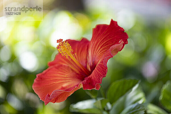 Nahaufnahme eines großen roten Hibiskus (Hibiscus rosa-sinensis) in Kihei; Maui  Hawaii  Vereinigte Staaten von Amerika