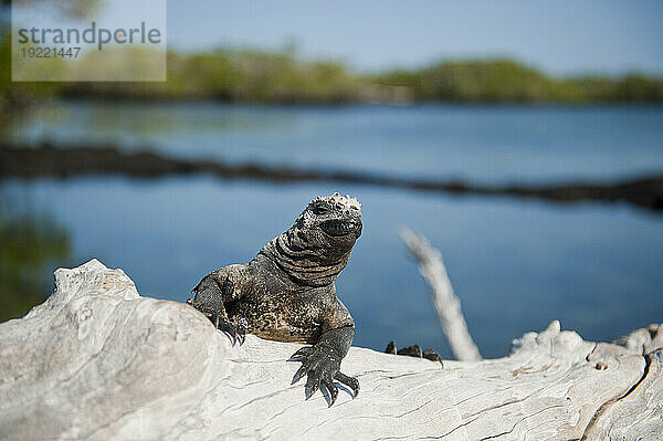 Meeresleguan (Amblyrhynchus cristatus) im Galapagos-Inseln-Nationalpark; Insel Fernandina  Galapagos-Inseln  Ecuador