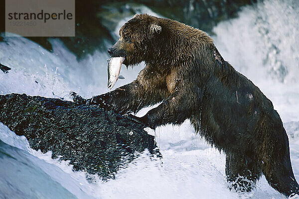 Grizzlybär (Ursus arctos horribilis) mit einem frisch gefangenen Lachs im Maul klettert auf einen Felsen  Brooks Falls  Katmai National Park and Preserve  Alaska  USA; Alaska  Vereinigte Staaten von Amerika