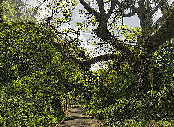 Malerische Aussicht durch den Wald auf einer schmalen Straße entlang der Straße nach Hana  malerische Route; Maui  Hawaii  Vereinigte Staaten von Amerika