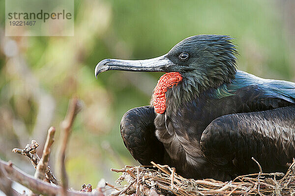 Männlicher Großer Fregattvogel (Fregata Minor) wacht über sein Nest auf der Insel Genovesa im Nationalpark der Galapagosinseln; Genovesa-Insel  Galapagos-Inseln  Ecuador