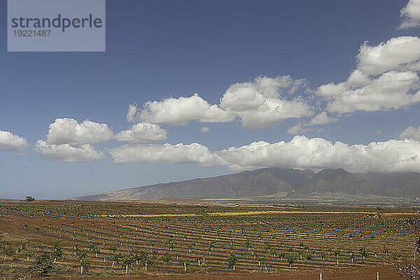 Malerisches Ackerland mit Bäumen  die auf Feldern und Bergen wachsen  vor blauem Himmel mit weißen Wolken auf einer Fahrt von Kihei nach Haleakala und zurück; Maui  Hawaii  Vereinigte Staaten von Amerika