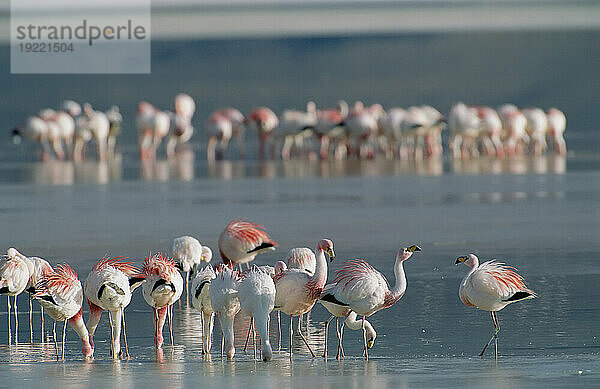 Flamingos suchen im seichten Wasser eines Atacama-Sees nach Nahrung; Chile