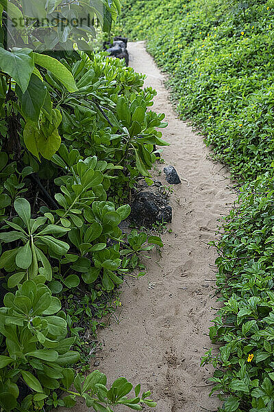 Blick auf den Weg durch grüne Büsche mit blühenden Pflanzen am Kamaole 2 Beach; Kihei  Maui  Hawaii  Vereinigte Staaten von Amerika