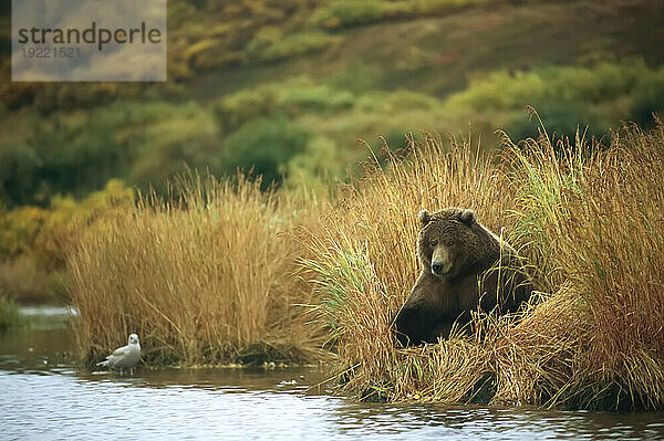 Auf der Suche nach Lachs  ein Grizzlybär (Ursus arctos horribilis) am Rande des Kulik River im Katmai National Park and Preserve  Alaska  USA; Alaska  Vereinigte Staaten von Amerika