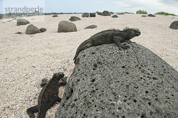 Seltene Meeresleguane (Amblyrhynchus cristatus) wärmen sich auf Lavasteinen auf den Galapagosinseln  Galapagos-Inseln-Nationalpark; North Seymour Island  Galapagos-Inseln  Ecuador