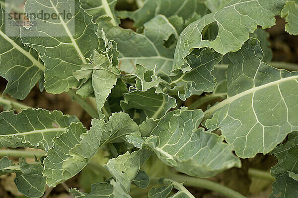 Kohlrabi (Brassica oleracea) wächst in einem Garten; Lincoln  Nebraska  Vereinigte Staaten von Amerika