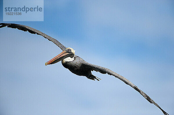 Brauner Pelikan (Pelecanus occidentalis) fliegt in einem blauen Himmel in der Nähe der Insel Santiago im Nationalpark der Galapagos-Inseln; Galapagos-Inseln  Ecuador