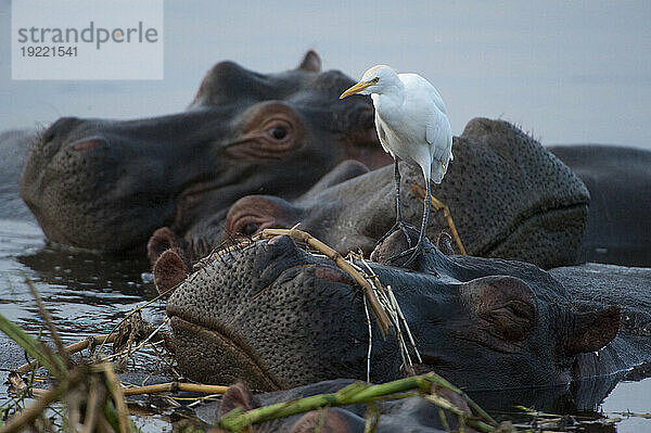 Flusspferde und Watvögel entlang des Kazinga-Kanals im Queen-Elizabeth-Nationalpark; Uganda