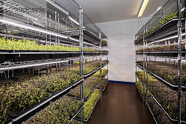 Eine Fülle von Mikrogrünpflanzen  die unter Licht auf einem städtischen Bauernhof wachsen; Edmonton  Alberta  Kanada